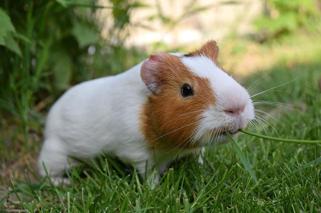 Cavia