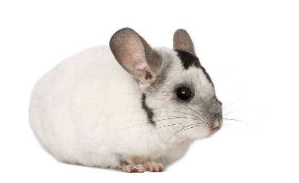 Chinchila