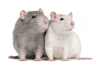 ratten