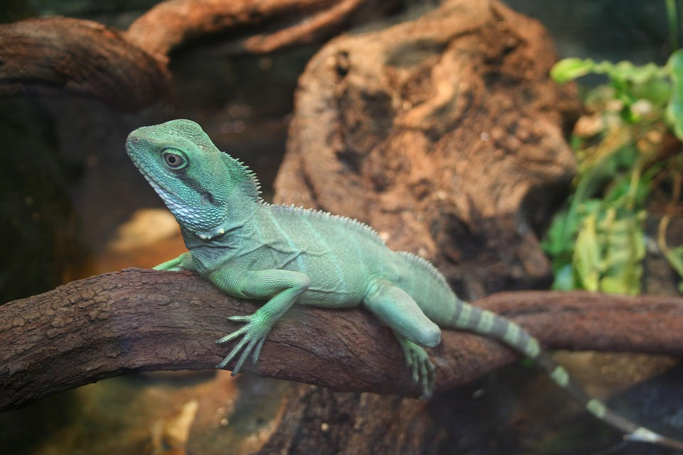 Reptielen
