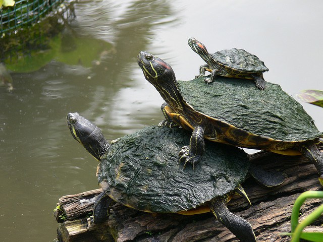Waterschildpadjes