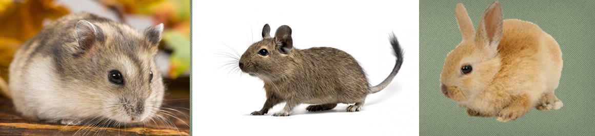 Knaagdieren